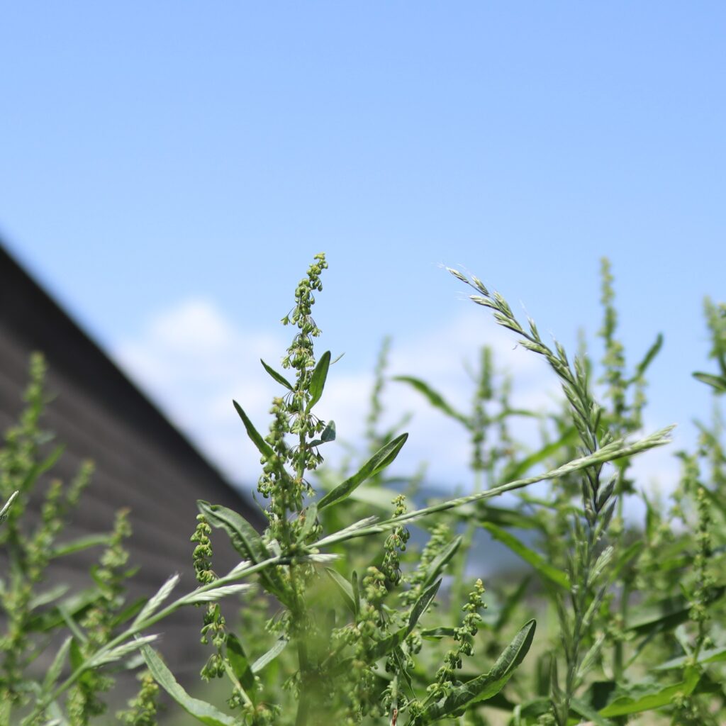 夏草と青空